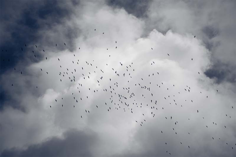 Zwerm vogels tegen witte wolken