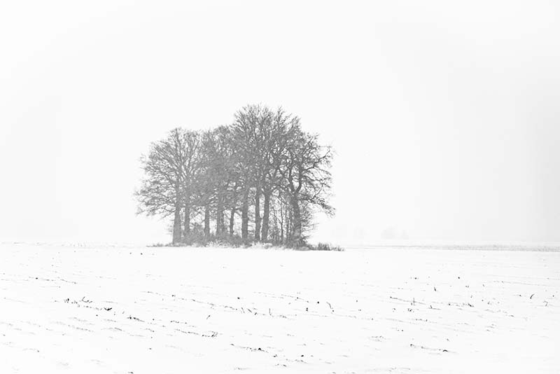 Bomenrij in de sneeuw
